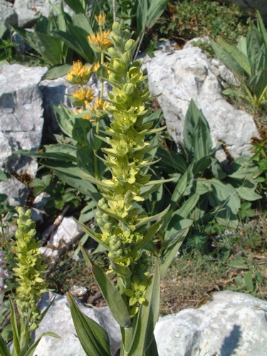 Gentiana lutea / Genziana maggiore & Veratrum album